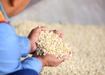 Cultivos del occidente del país mantienen vulnerabilidad ante bajas temperaturas