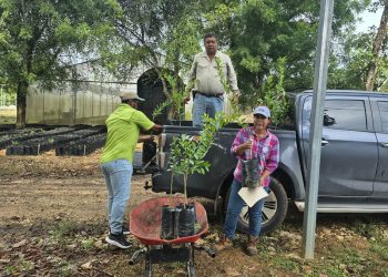 Doce municipios de Petén son beneficiados con proyectos de cítricos