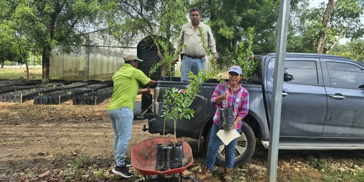 Doce municipios de Petén son beneficiados con plantas cítricos