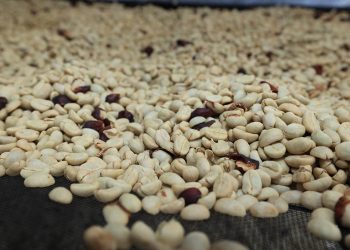 1 de octubre | Día Internacional del Café