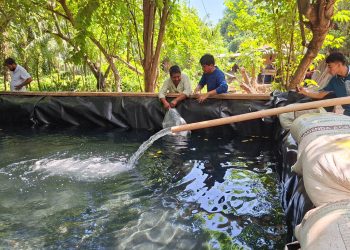 Entregados más de 24 mil alevines de tilapia para impulsar la producción familiar