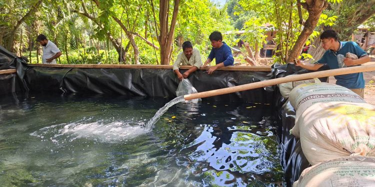 Entregados más de 24 mil alevines de tilapia para impulsar la producción familiar