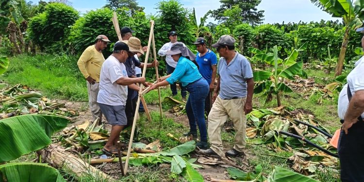 Establecen parcela demostrativa para el aprovechamiento de agua de lluvia