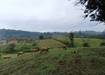 Exceso de humedad y lluvias podrían dañar cultivos y afectar al ganado