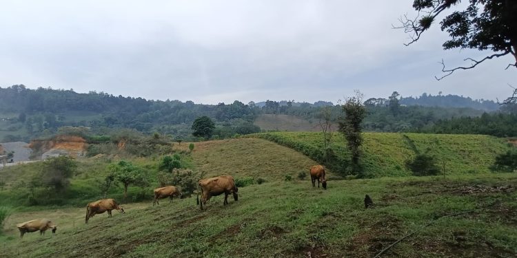 Exceso de humedad y lluvias podrían dañar cultivos y afectar al ganado