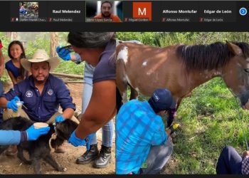 Extensionistas refuerzan conocimientos para detectar el Gusano Barrenador