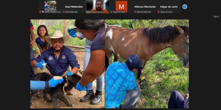 Extensionistas refuerzan conocimientos para detectar el Gusano Barrenador