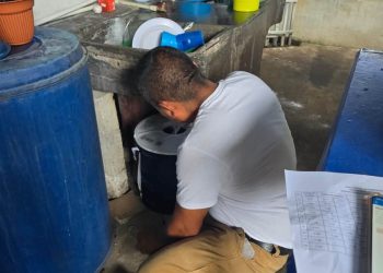 Estrategia Wolbachia: En Flores Costa Cuca implementan vigilancia con ovitrampas 