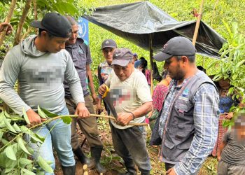 Familias de Alta Verapaz mejoran capacidades del manejo y cosecha de canela