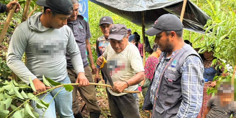 Familias de Alta Verapaz mejoran capacidades del manejo y cosecha de canela