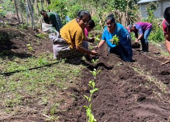 Huertos comunitarios fortalecen la agricultura familiar en Cobán