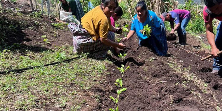 Huertos comunitarios fortalecen la agricultura familiar en Cobán