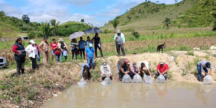 Fortalecen producción acuícola  de productores de Las Cruces, Petén