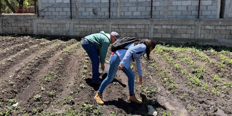 Frente frío traerá lluvias que aumentan la vulnerabilidad de cultivos