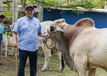 Ganadería guatemalteca destaca por su productividad, sostenibilidad y alta genética