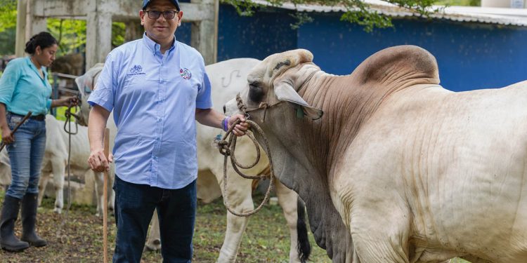Ganadería guatemalteca destaca por su productividad, sostenibilidad y alta genética