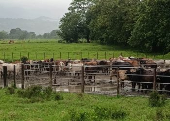 En Izabal y Petén inspeccionan más de mil animales en prevención del Gusano Barrenador