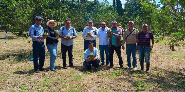 Intercambio de experiencias en manejo frutícola impulsa aprendizaje en Quetzaltenango