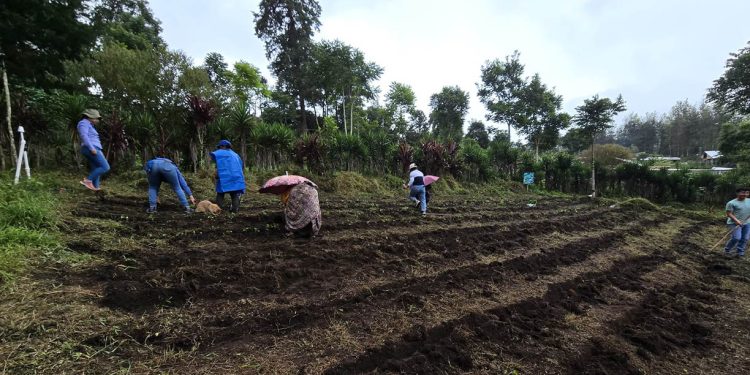 Lluvias podrían afectar cultivos por ello se monitorea 141 municipios