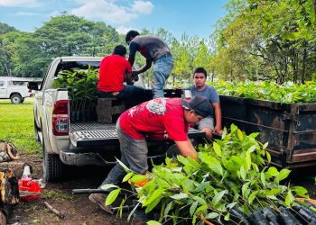 Más de 320 mil plántulas forestales producidas en Petén
