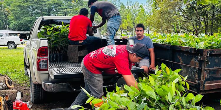Más de 320 mil plántulas forestales producidas en Petén