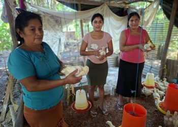 Mujeres de Purushila transforman su economía con emprendimiento avícola
