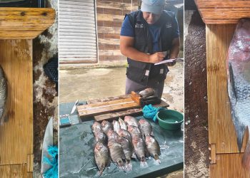 Registran especies de Río Dulce durante VIII jornada de pesca científica en Río Dulce
