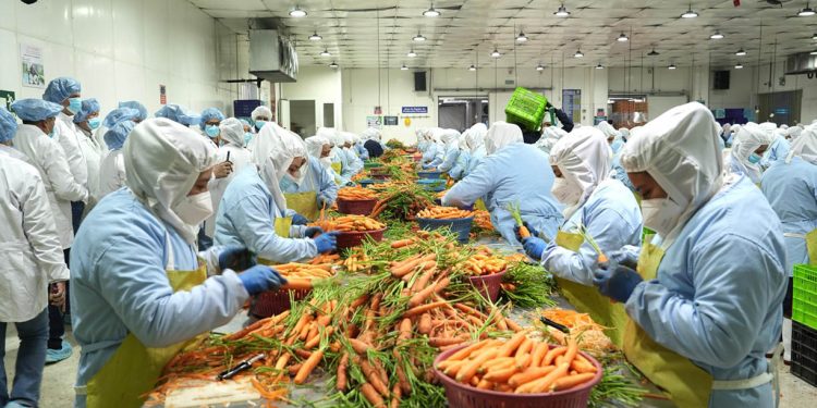 Pequeños productores encuentran en la exportación una vía para generar empleo y mover la economía local