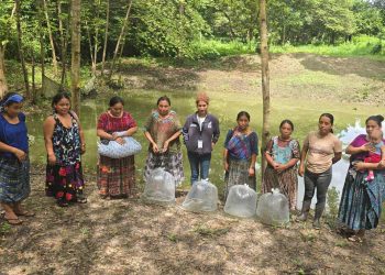 Producción de tilapia fortalece la economía rural en Sayaxché