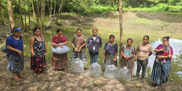 Producción de tilapia fortalece la economía rural en Sayaxché