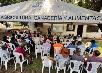Promueven buenas prácticas agrícolas e innovación en fincas aguacateras de Guatemala