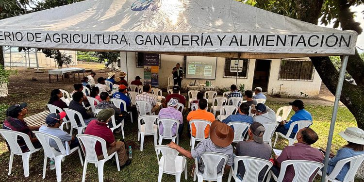 Promueven buenas prácticas agrícolas e innovación en fincas aguacateras de Guatemala