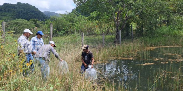 Comunidades de Dolores y Poptún fortalecen producción acuícola