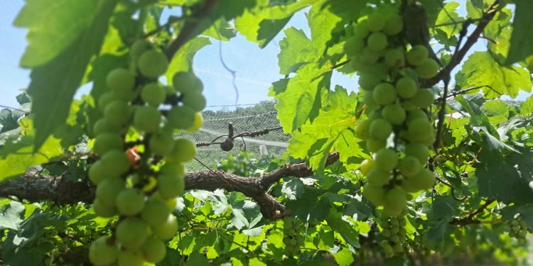 Protegen plantaciones de uva mediante el uso de control biológico en Usumatlán