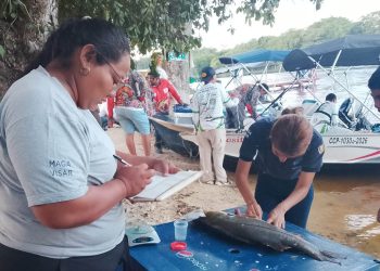 Torneo de pesca aporta datos para conocer mejor del róbalo en Petén