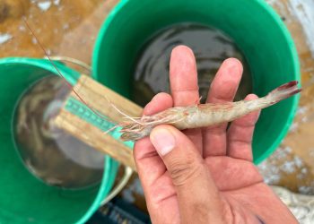 Nuevamente detectan camarón café en aguas de Izabal