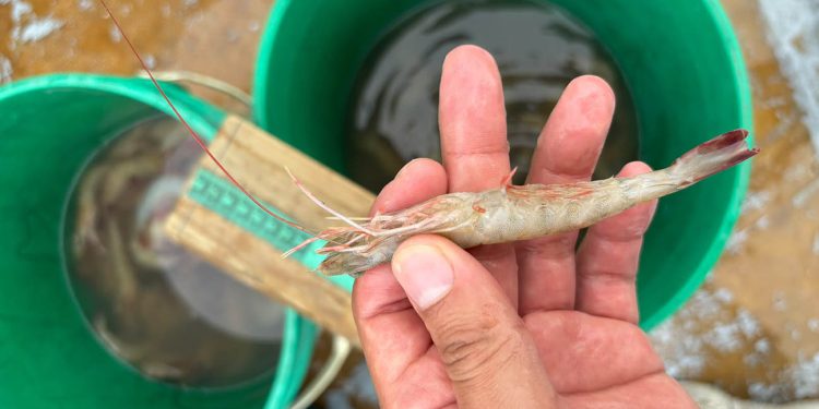 Nuevamente detectan camarón café en aguas de Izabal