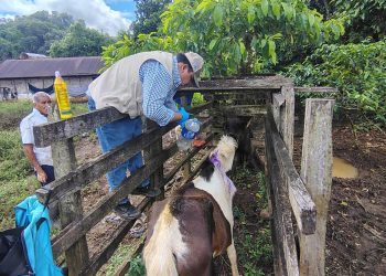 Curan caso de Gusano Barrenador en una yegua en Raxruhá