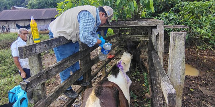 Curan caso de Gusano Barrenador en una yegua en Raxruhá