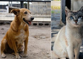 Bienestar animal: un compromiso que requiere responsabilidad y respeto