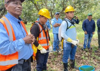 Refuerzan vigilancia para evitar que moscas de la fruta causen daños a cultivos