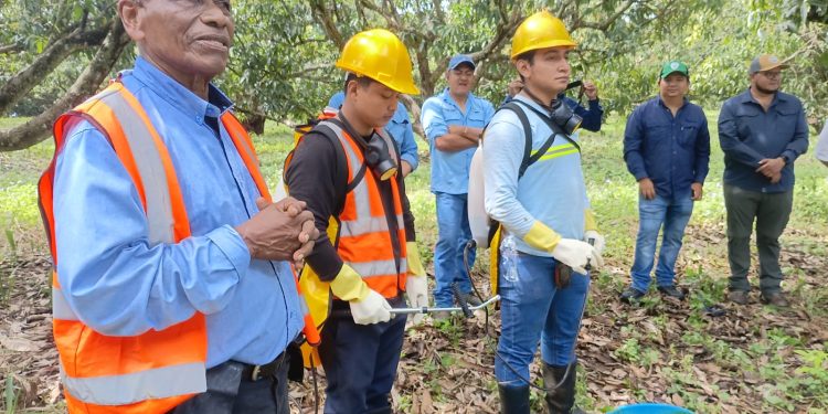 Refuerzan vigilancia para evitar que moscas de la fruta causen daños a cultivos