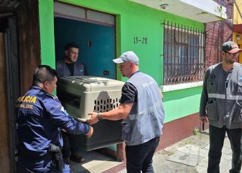 Entregan siete caninos por incumplir libertades del bienestar animal