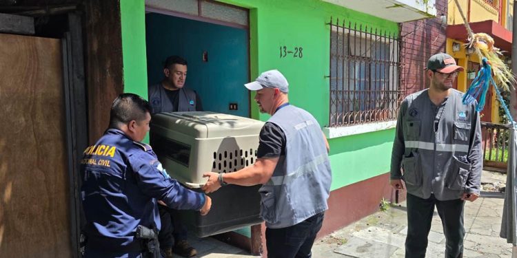 Entregan siete caninos por incumplir libertades del bienestar animal