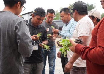 Fortalecen producción de alimentos en Joyabaj con la entrega de 200 plántulas