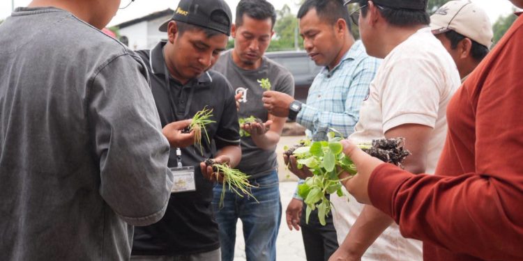 Fortalecen producción de alimentos en Joyabaj con la entrega de 200 plántulas