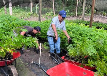 Sistemas agroforestales fortalecen una producción sostenible