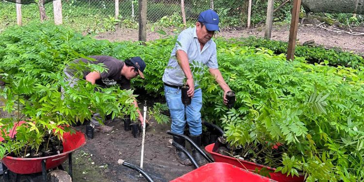Sistemas agroforestales fortalecen una producción sostenible