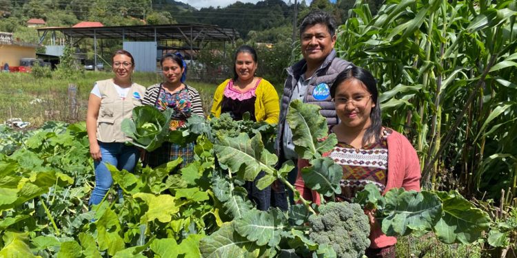 Estrategia Mano a Mano apoya producción de más de 50 mil familias rurales