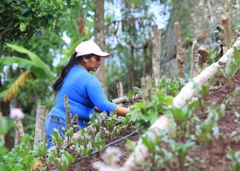 Conozca cómo cultivar espinaca en casa